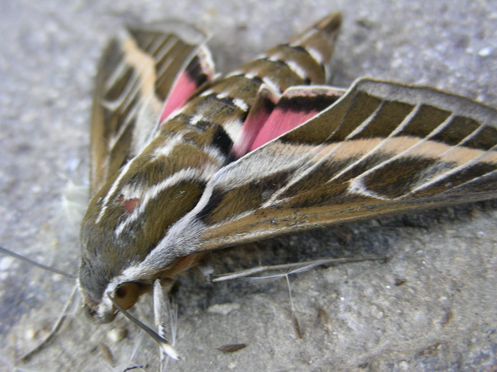 Hyles livornica